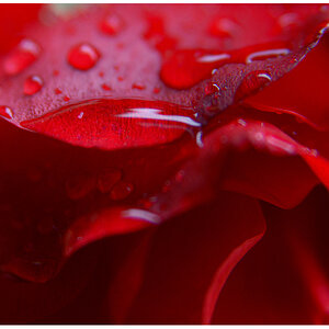 rosenrot