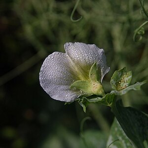 Erbsenblüte mit Tau
