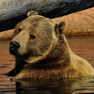 Grizzly beim Baden im Yellowstone