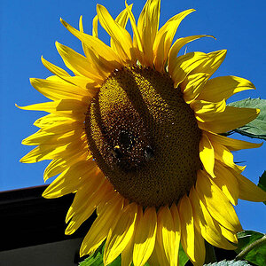 Sonnenblume 0233 B