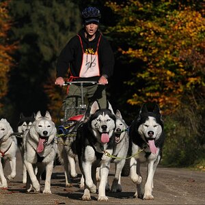 comp Schlittenhund 0007