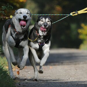 comp Schlittenhund 0585