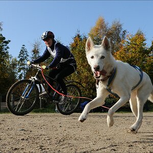 comp Schlittenhund 0756