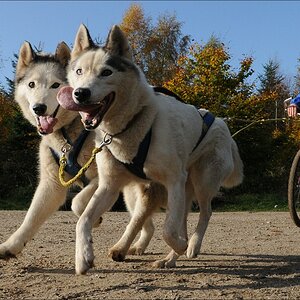 comp Schlittenhund 0778