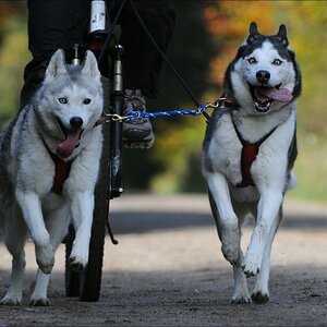 comp Schlittenhund 0875
