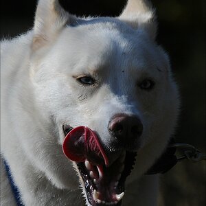 comp Schlittenhund 0965