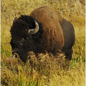 Bison im Gras