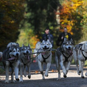 comp Schlittenhund 1172