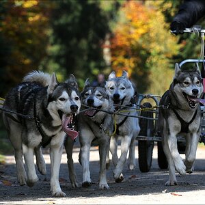 comp Schlittenhund 1184