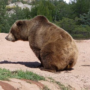 Scheiß Bär ( Grizzly)