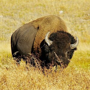 Bison Frontansicht