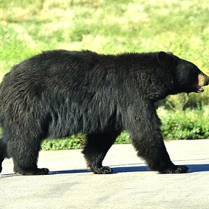Schwarzbär