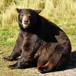 Braunbär