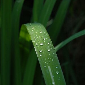 Eine Pflanze in unserem Teich im garten.