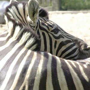 Zoo Duisburg
