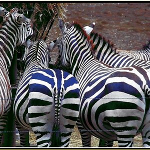 Burgers Zoo Arnhem