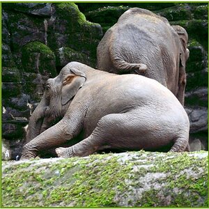 Burgers Zoo Arnhem
