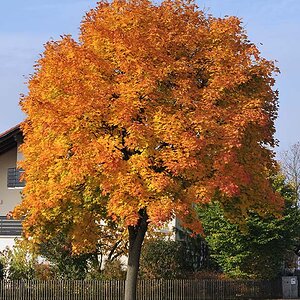 Baum N 0175 OoC 800