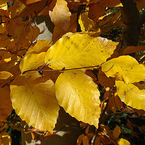 Herbstlaub DSC00535