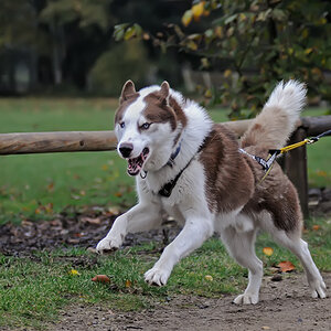Hund 2068
Schlittenhunderennen in Trappenkamp