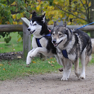 Hunde 2009
Schlittenhunderennen in Trappenkamp