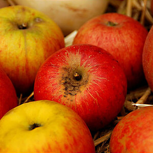 appel ohnerahmen