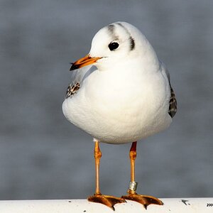 •Junge Lachmöve•
( Larus ridibundus ) Ein friedliches Bild.
Nikon D300 mit Nikkor AF 4,0/300mm IF D ED (äquivalent 450mm).
Originalgröße, das Bild ist