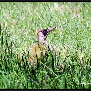 •Grünspecht•
(Picus viridis)
Hat mich gesehen !
Nikon D300 mit Nikkor AF 4,0/300mm IF D ED plus 1,4 Converter und Manfrotto Einbein Stativ.