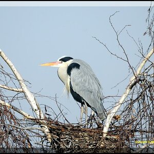 •Reiher im Horst•
( Graureiher lat.: Ardea cinerea )
Bild 1., aus freier Natur ! Nikon D300 mit 1000mm Spiegelobjektiv ( äquivalent 1500mm ).
Original