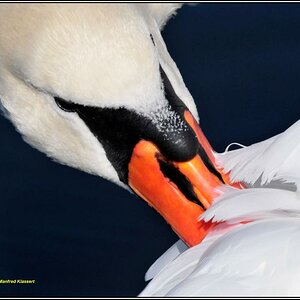 •Körperpflege•
Schwan am Mainufer, D300 mit Nikkor AF 2,8/80-200 IF D ED