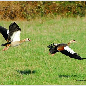 •Nilgänse im Flug•
Nikon D200 mit Sigma 4,0-5,6/70-300mm DG APO.
