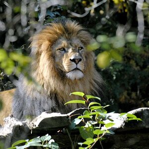 Löwe, aufgenommen im Duisburger Zoo