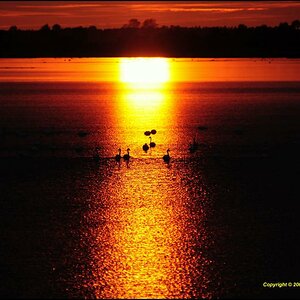 •Abendstimmung•
"Nationalpark Vorpommersche Boddenlandschaft" D300 mit Nikkor AF 2,8/80-200 IF D ED.