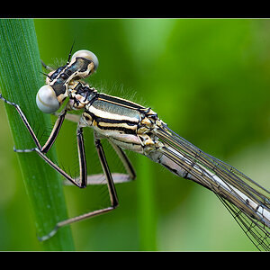 Libellen Portait
