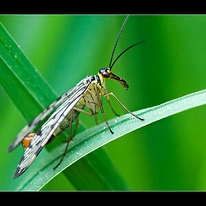Skorpionsfliege