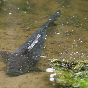 Kastenweiher Fisch01