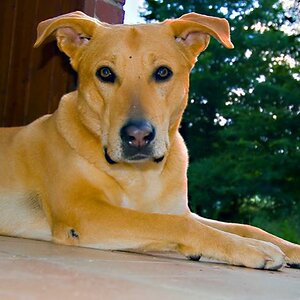 portatrait of  natas dog