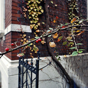 autumn