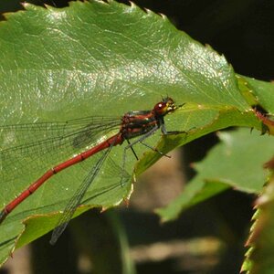 Adonislibelle