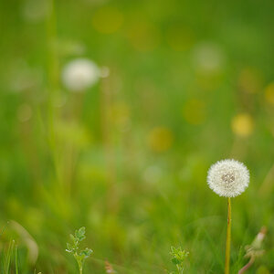 DSC6473, Zeiss Distagon 85 mm/1.4