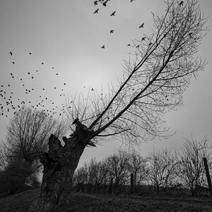 verbrannter Baum

Zeiss Distagon 18 mm f8 1/160s