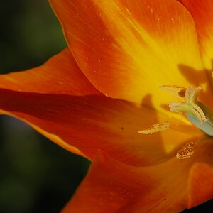 blume5 BY DENNIS S
