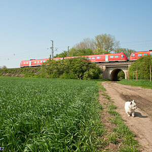 Ein Hund ist doch kein D-Zug

Zeiss Distagon 25 mm f5.6 1/1000s