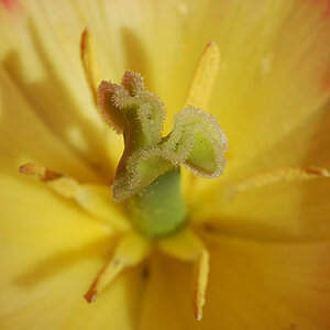 blume BY DENNIS S