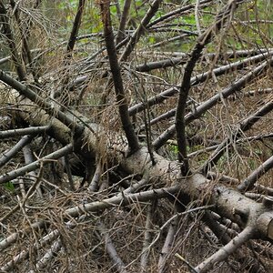 auch ein baum