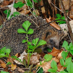 Igel