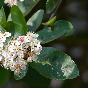 2009 05 01 Biene auf Aronia 2