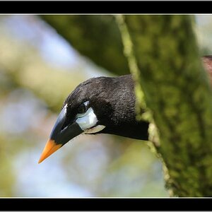 Vogelpark 08