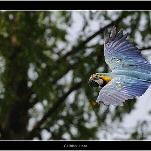 Vogelpark 11