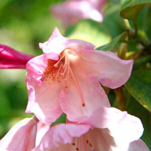 flowermacro_forstbotanischer_garten_koeln